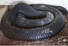 Black Spitting Cobra